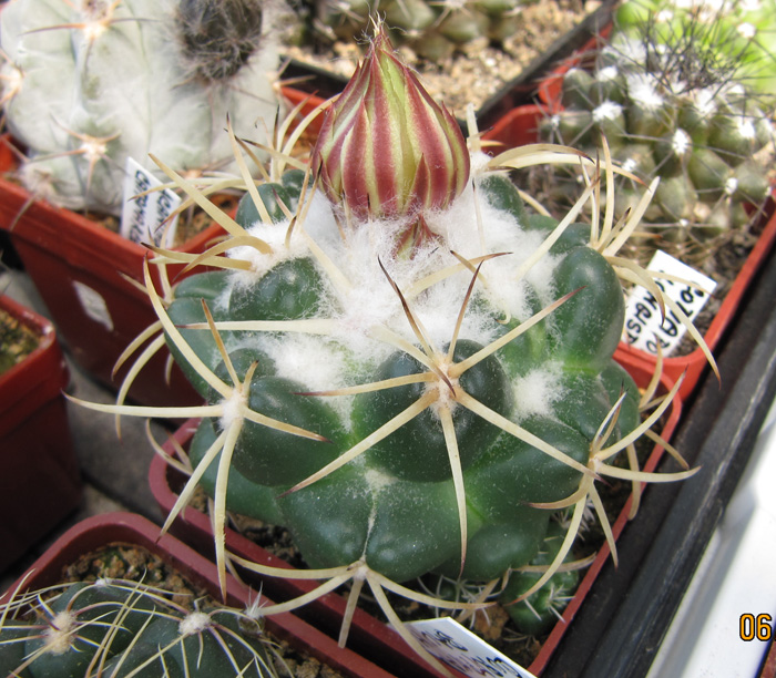 Coryphantha bauhamma